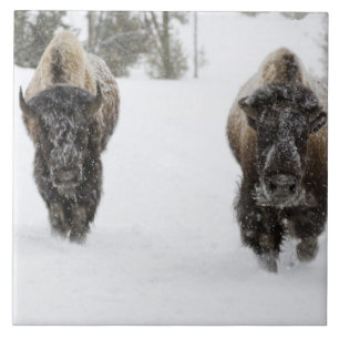 USA, WY, Yellowstone NP, Amerikanischer Bison (Bis Fliese