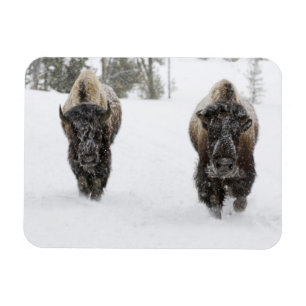 USA, WY, Yellowstone NP, Amerikanischer Bison (Bis Magnet