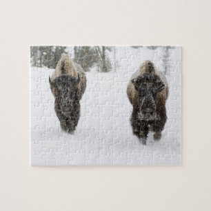 USA, WY, Yellowstone NP, Amerikanischer Bison (Bis Puzzle