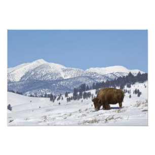 USA, WY, Yellowstone NP, Amerikanischer Bison Biso Fotodruck