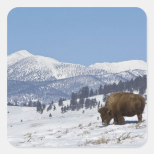 USA, WY, Yellowstone NP, Amerikanischer Bison Biso Quadratischer Aufkleber