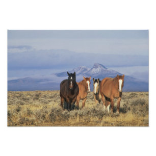 USA, Wyoming, bei Cody Gruppe von Pferden Fotodruck
