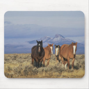 USA, Wyoming, bei Cody Gruppe von Pferden Mousepad