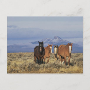 USA, Wyoming, bei Cody Gruppe von Pferden Postkarte