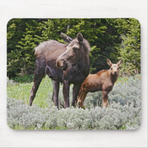 USA, Wyoming, Bighorn Mountains, Elch Alces Mousepad
