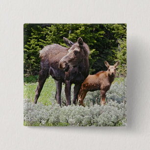 USA, Wyoming, Bighorn Mountains, Elche Alces Button