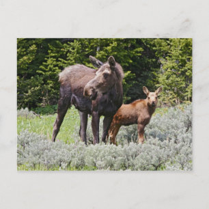 USA, Wyoming, Bighorn Mountains, Elche Alces Postkarte