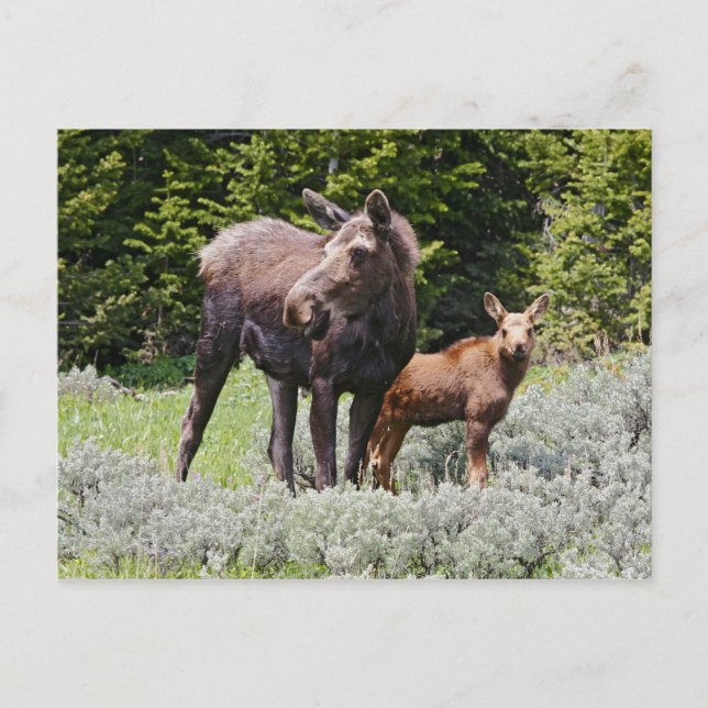 USA, Wyoming, Bighorn Mountains, Elche Alces Postkarte (Vorderseite)