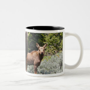 USA, Wyoming, Bighorn Mountains, Elche Alces Zweifarbige Tasse