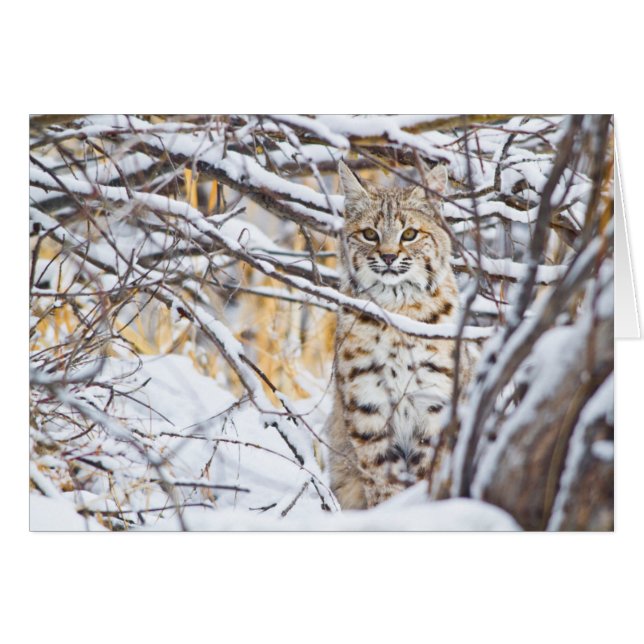 USA, Wyoming, Bobcat (Vorderseite (Horizontal))