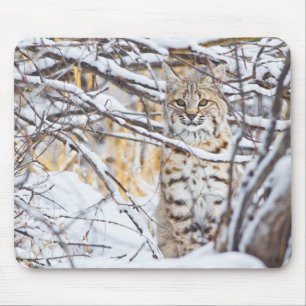 USA, Wyoming, Bobcat Mousepad