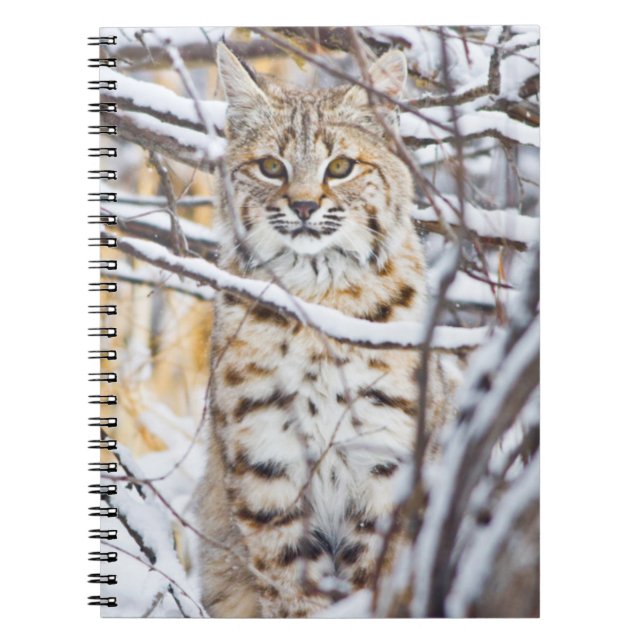 USA, Wyoming, Bobcat Notizblock (Vorderseite)