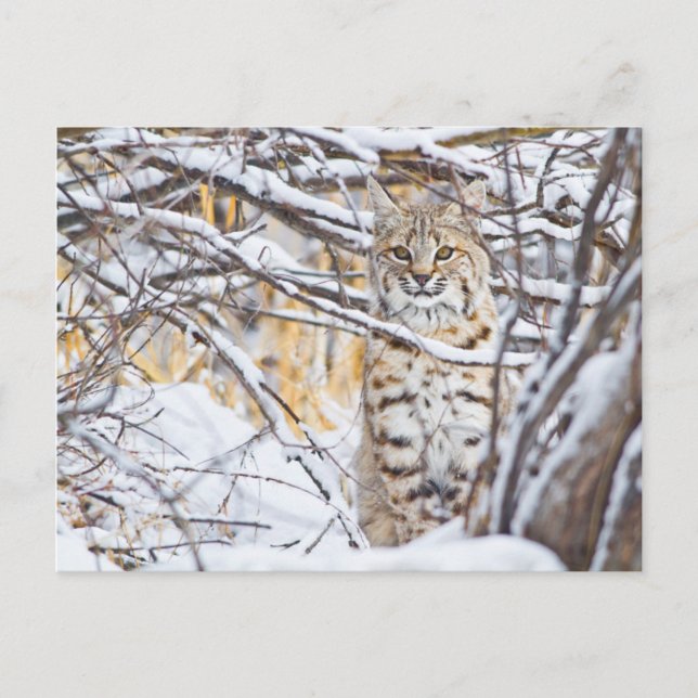 USA, Wyoming, Bobcat Postkarte (Vorderseite)