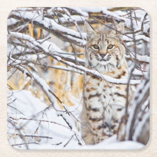 USA, Wyoming, Bobcat Rechteckiger Pappuntersetzer