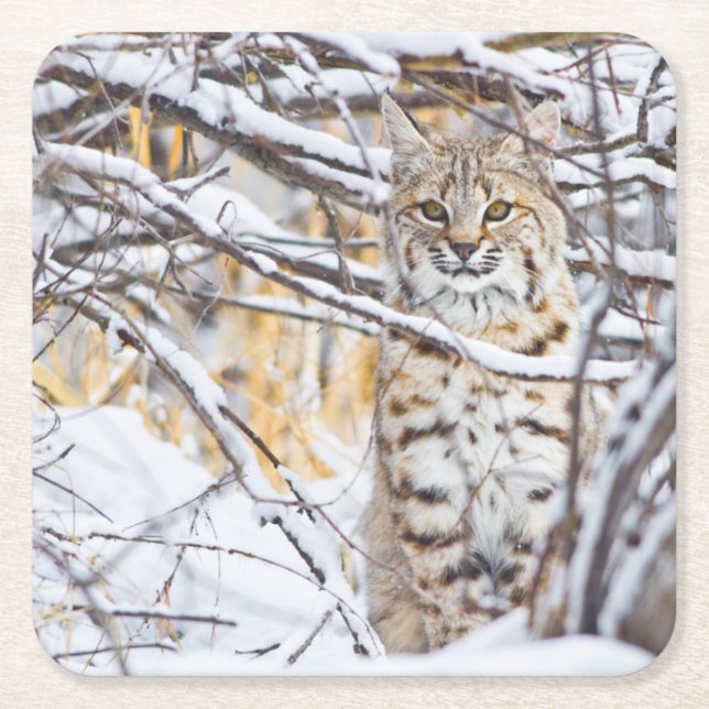 USA, Wyoming, Bobcat Rechteckiger Pappuntersetzer (Vorderseite)