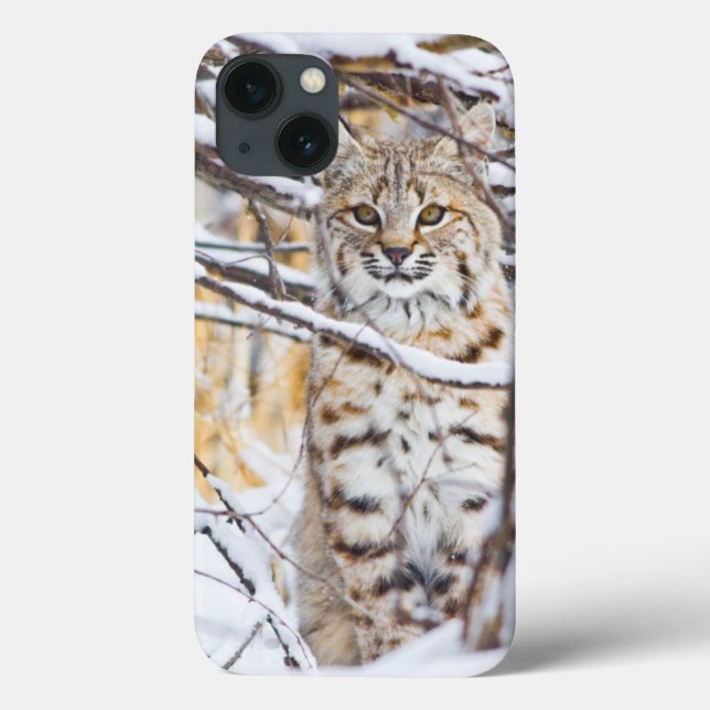 USA, Wyoming, Bobcat, schneebedeckt Case-Mate iPhone Hülle (Rückseite)