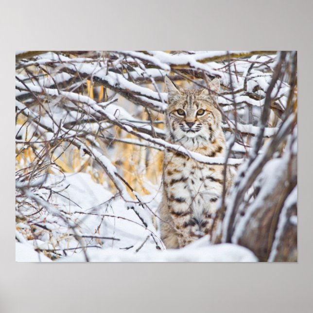 USA, Wyoming, Bobcat, schneebedeckt Poster (Vorne)