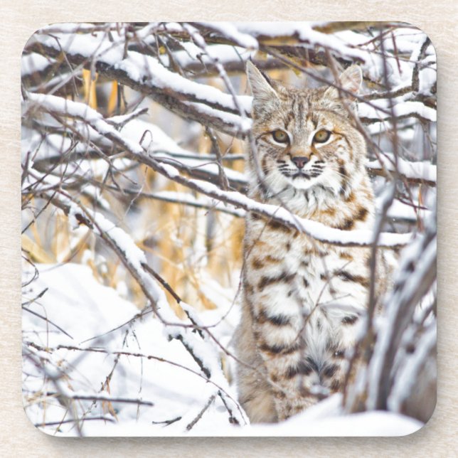 USA, Wyoming, Bobcat Untersetzer (Vorderseite)