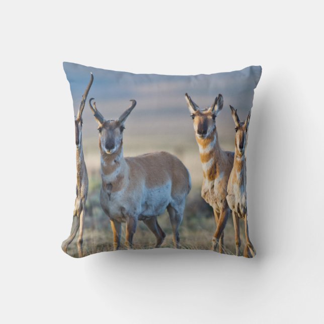 USA, Wyoming, Four Pronghorn Antilope bucks Kissen (Vorderseite)