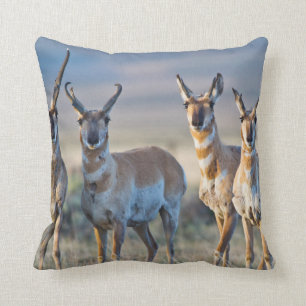 USA, Wyoming, Four Pronghorn Antilope bucks Kissen