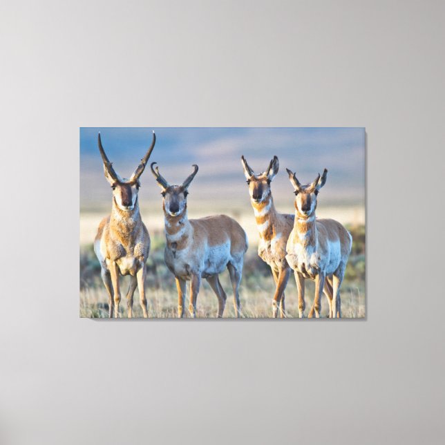USA, Wyoming, Four Pronghorn Antilope bucks Leinwanddruck (Vorderseite)