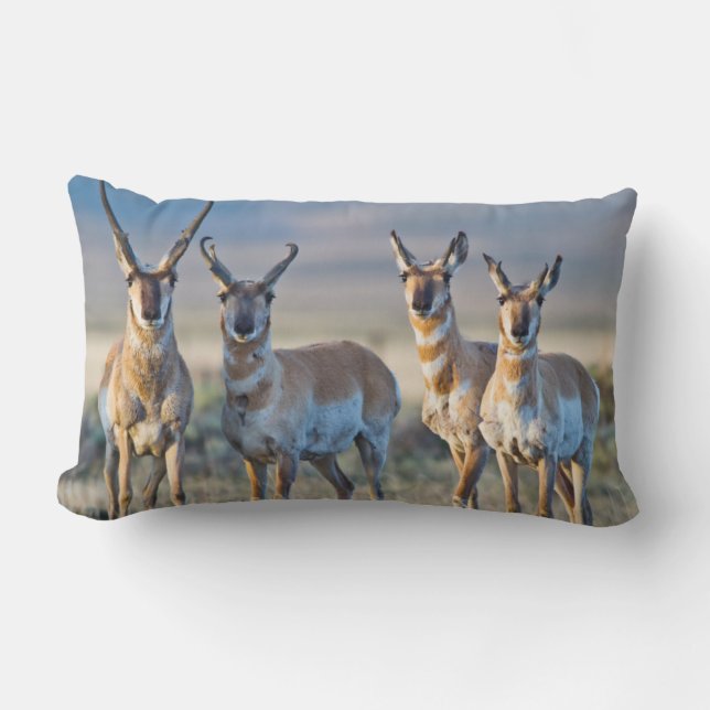 USA, Wyoming, Four Pronghorn Antilope bucks Lendenkissen (Vorderseite)