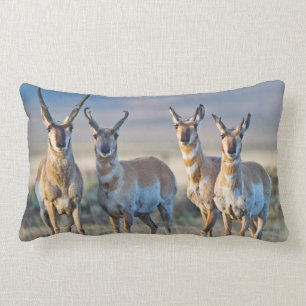 USA, Wyoming, Four Pronghorn Antilope bucks Lendenkissen