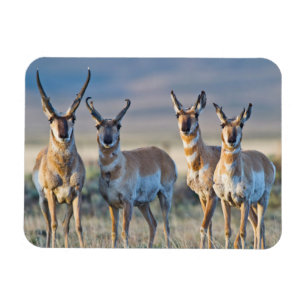 USA, Wyoming, Four Pronghorn Antilope bucks Magnet