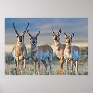 USA, Wyoming, Four Pronghorn Antilope bucks Poster
