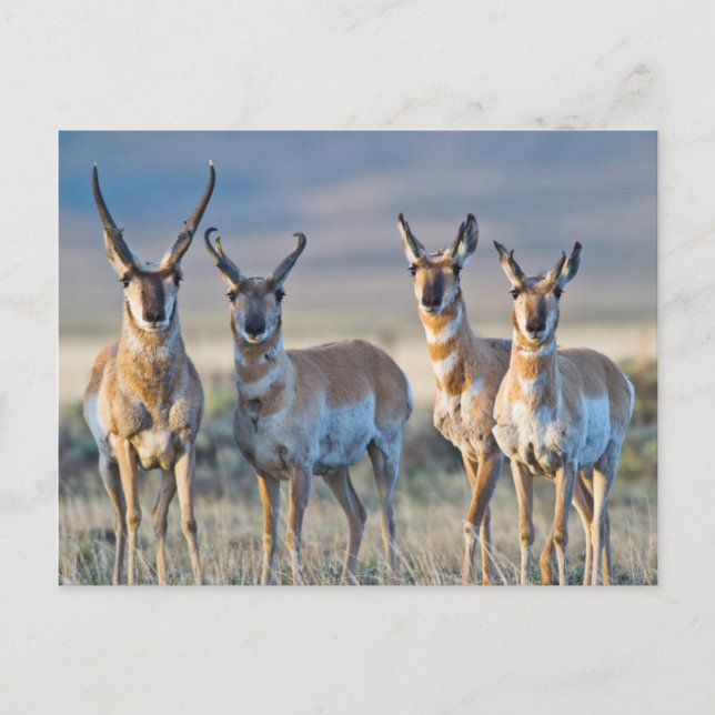 USA, Wyoming, Four Pronghorn Antilope bucks Postkarte (Vorderseite)
