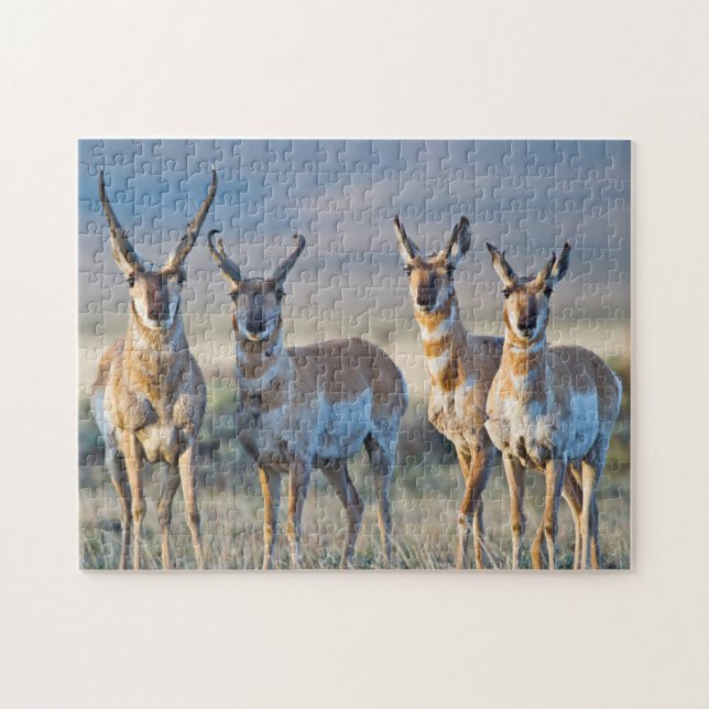 USA, Wyoming, Four Pronghorn Antilope bucks Puzzle (Horizontal)