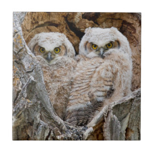 USA, Wyoming, Grand Teton National Park Fliese