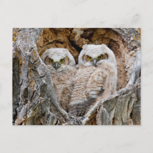 USA, Wyoming, Grand-Teton-Nationalpark Postkarte