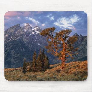 USA, Wyoming, Grand Teton NP. Ein einziger Zeder Mousepad