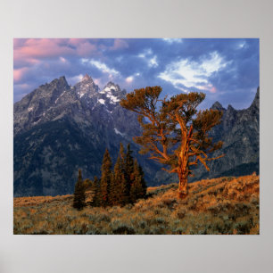USA, Wyoming, Grand Teton NP. Ein einziger Zedernh Poster