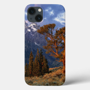 USA, Wyoming, Grand Teton NP. Eine einsame Zeder iPhone 13 Hülle