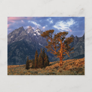 USA, Wyoming, Grand Teton NP. Eine einsame Zeder Postkarte