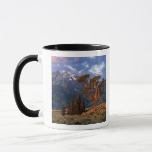 USA, Wyoming, Grand Teton NP. Eine einsame Zeder Tasse