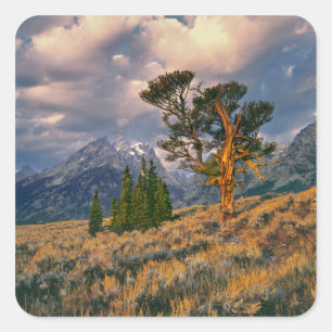 USA, Wyoming, Grand Teton NP. Sonnenaufgang Quadratischer Aufkleber