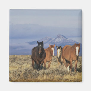 USA, Wyoming, nahe Cody Gruppe von Pferden Magnet
