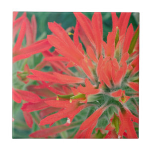 USA, Wyoming, Naher Aufbau von Wüstenpinsel Fliese