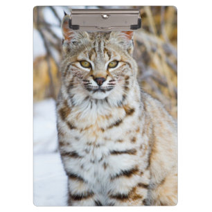 USA, Wyoming, Portrait einer Rotluchs Klemmbrett