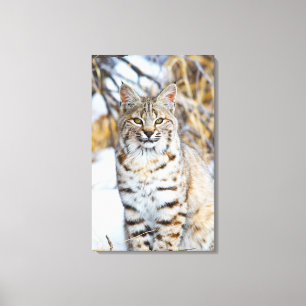 USA, Wyoming, Portrait einer Rotluchs Leinwanddruck