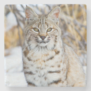 USA, Wyoming, Portrait einer Rotluchs Steinuntersetzer
