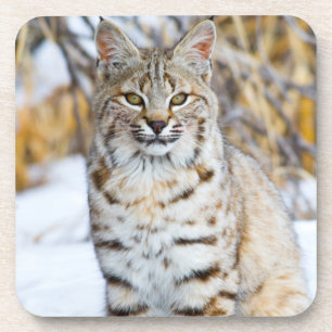 USA, Wyoming, Portrait einer Rotluchs Untersetzer