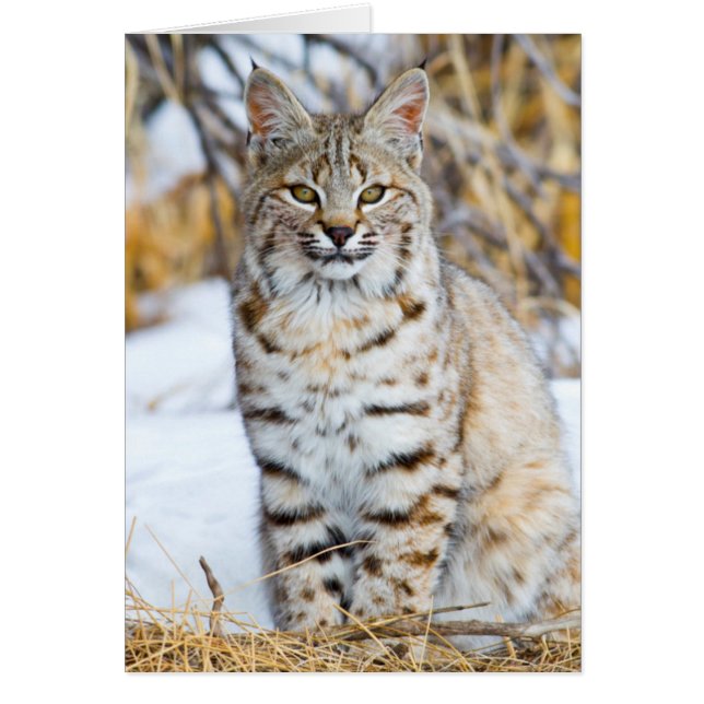 USA, Wyoming, Portrait von Bobcat (Vorne)