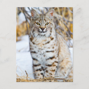 USA, Wyoming, Portrait von Bobcat Postkarte