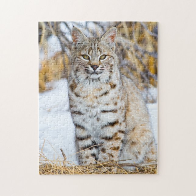 USA, Wyoming, Portrait von Bobcat Puzzle (Vertikal)