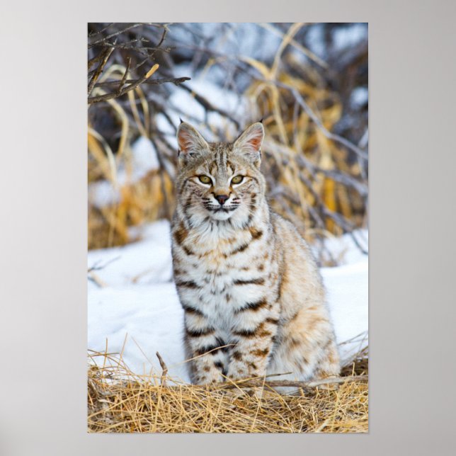 USA, Wyoming, Portrait von Bobcat sitzend Poster (Vorne)