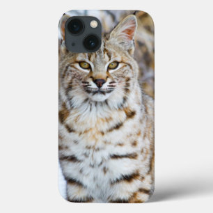 USA, Wyoming, Porträt des Rotluchssitzens Case-Mate iPhone Hülle